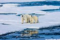 Polar bear family is forced to wander the arctic if habitat destruction from climate change is not prevented with ISO 14001.
