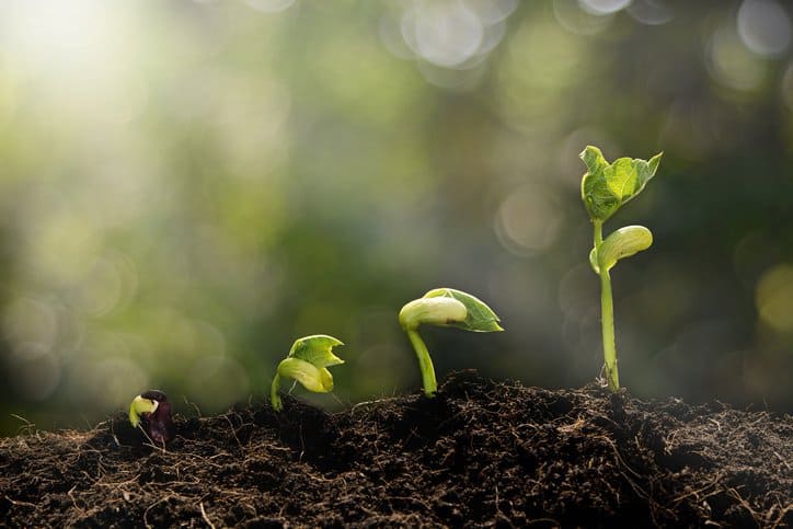 Even the smallest green plant, or enterprise, can sprout with an ISO 14001:2015 Environmental Management System.