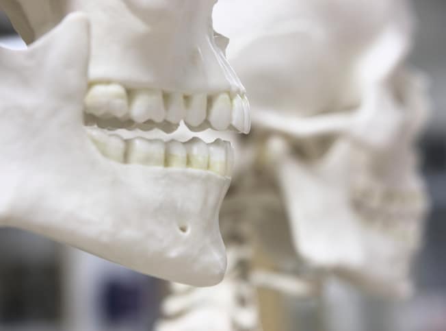 Closeup of two classroom skeletons being examined via the ANSI/ADA 1058-2010 (R2015) - Forensic Dental Data Set.