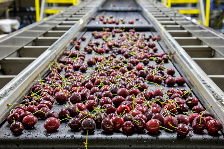 Cherries rolling in conveyor as food safety management systems return to normal with ISO 22000 accreditation.