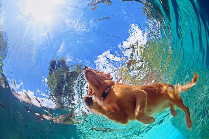 Dog swimming in a pool kept safe with NSF/ANSI 50-2024 equipment and chemicals.