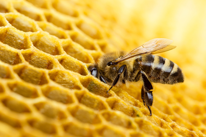 Bee dips into honeycomb, a shape used for lightweight cores in aerospace 3D printing.
