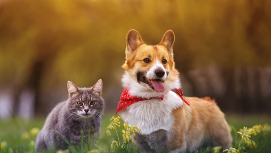 A gray tabby cat and corgi happy to know that 3D printing cold help them with potential defects.