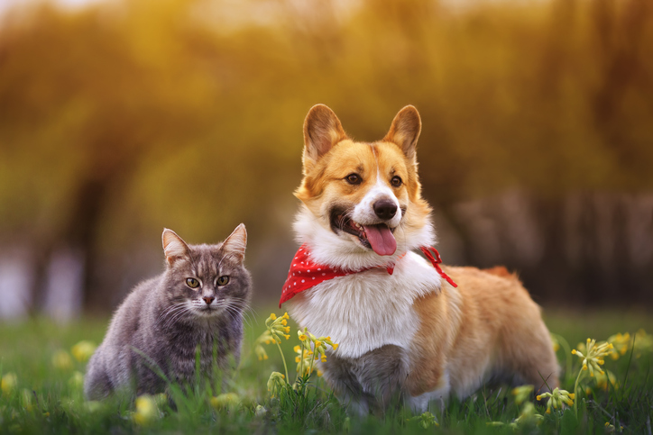 A gray tabby cat and corgi happy to know that 3D printing cold help them with potential defects.