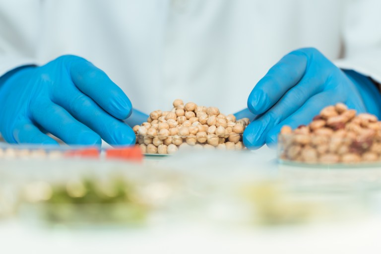 Lab technician working with chickpeas in Laboratory Accreditation for Analyses of Foods (LAAF)-accredited lab.