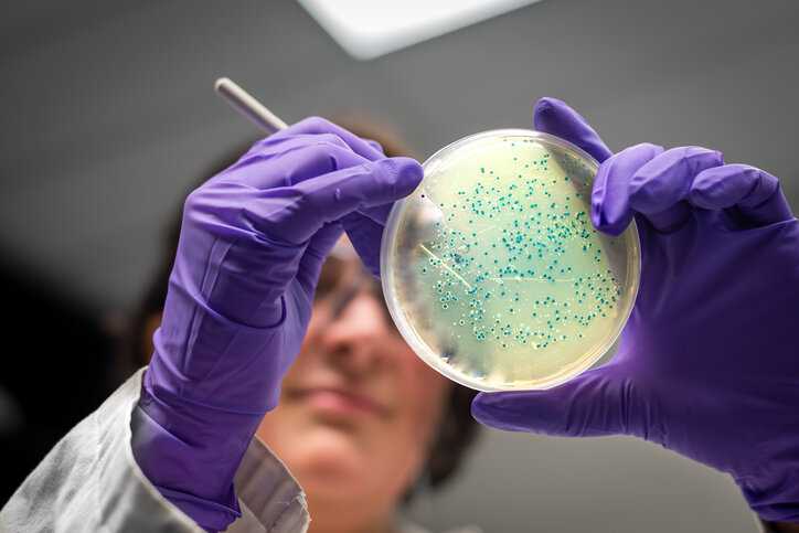 Female scientist holding hazardous bacterial culture in purple lab gloves.