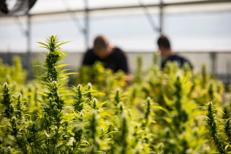 Workers on cannabis farm that have received cannabis certificates from an ASTM D8403 ANAB accredited issuer.