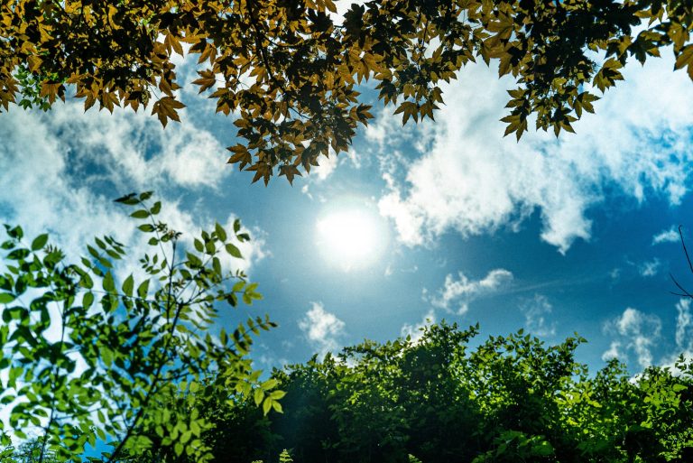 Sunlight above the trees emitting UV light damaging to homes.