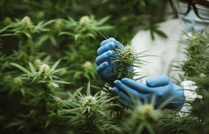 Technician grasping cannabis flower in lab to get it ready for proficiency testing (PT).