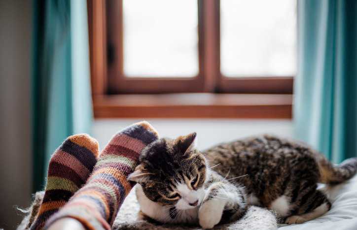 A pair of feet next to a lounging cat that is breathing clean air because of ANSI/ASHRAE 62.2-2022.