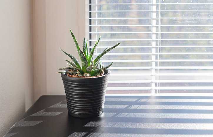 Succulent near window with acceptable indoor air quality following ANSI/ASHRAE 62.1-2022.