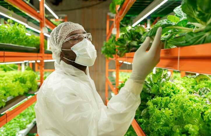 Auditor inspecting spinach under FSMA accreditation requirements.