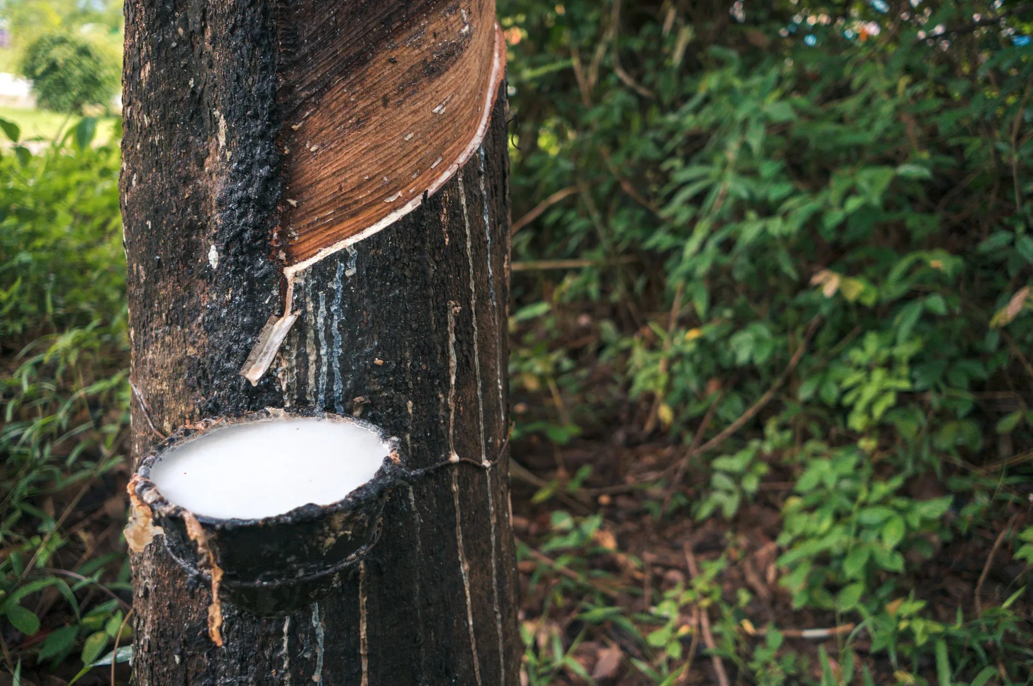 Rubber tree being tapped for latex used in natural rubber production and rubber testing.