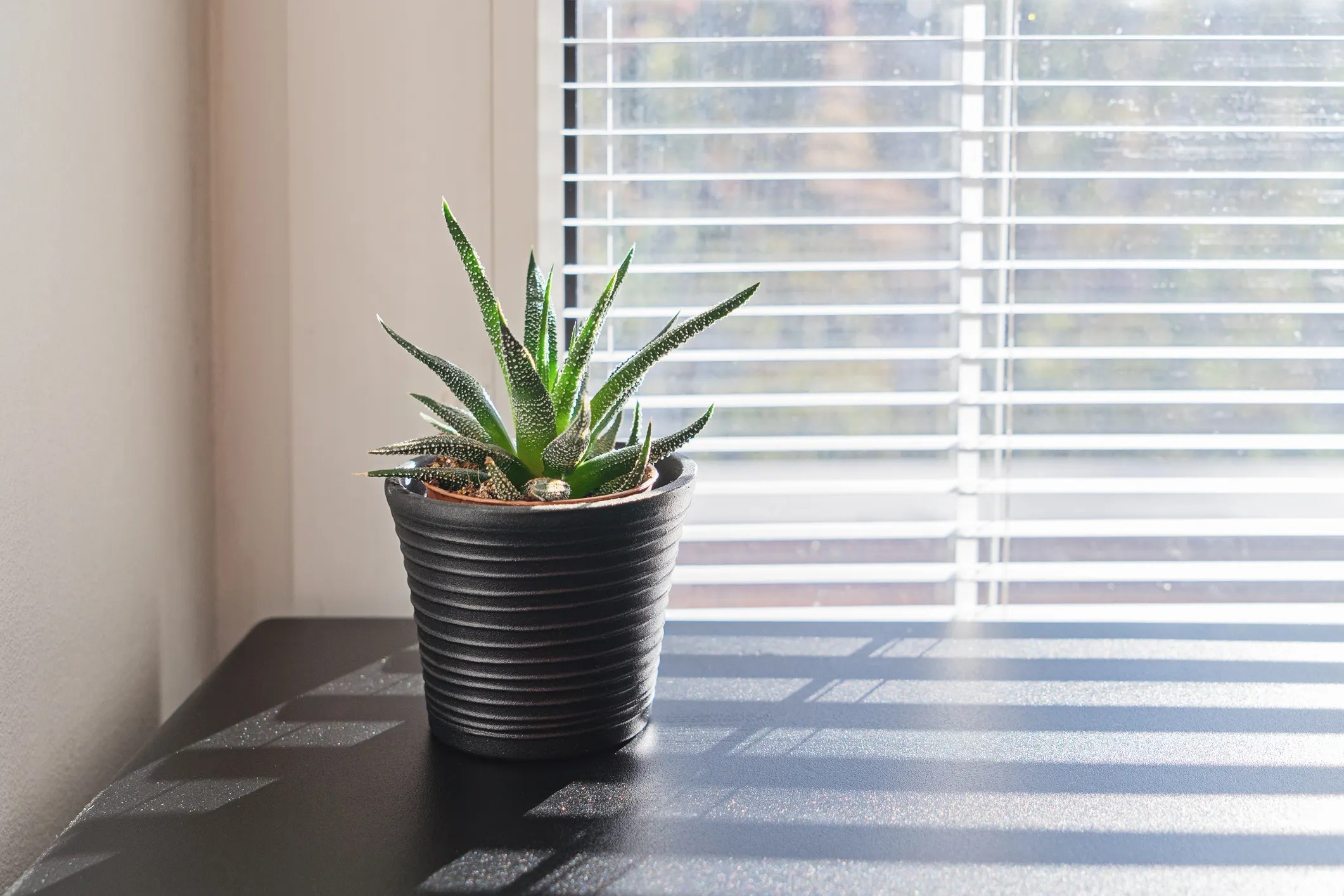 Succulent near window with acceptable indoor air quality following ANSI/ASHRAE 62.1-2022.