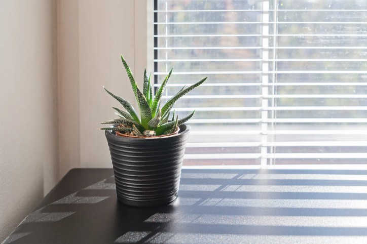 Succulent near window with acceptable indoor air quality following ANSI/ASHRAE 62.1-2022.