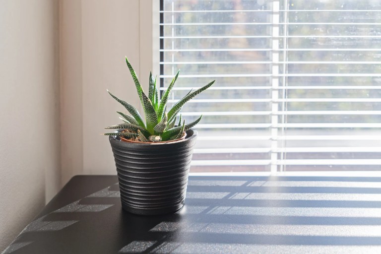 Succulent near window with acceptable indoor air quality following ANSI/ASHRAE 62.1-2022.
