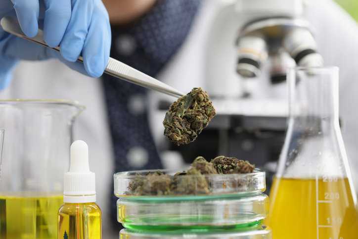 Scientist picking out marijuana out part of cannabis testing process for ISO/IEC 17025 laboratory accreditation.