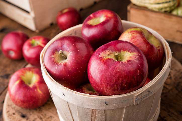 Basket of freshly picked cortland apples with no patulin content thereby adhering to ISO 8128.