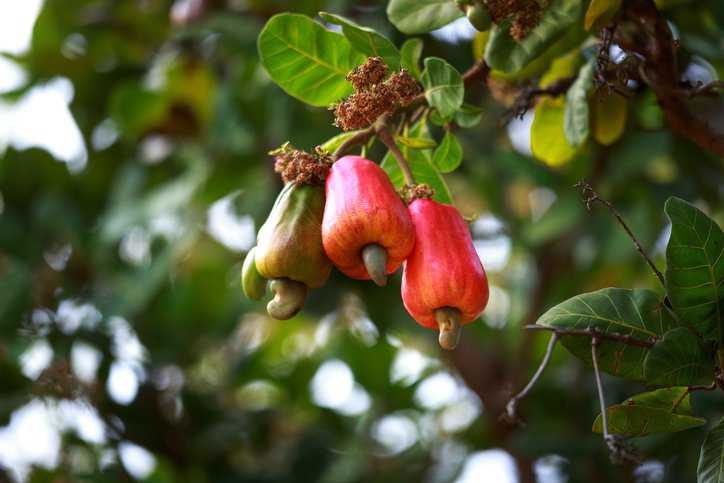 Cashew fruit (Anacardium occidentale) hanging on tree adhering to cashew kernel process in ISO 6477:1988.