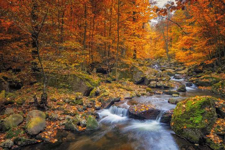 Well-managed forest in the autumn adhering to the sustainable forest management plan in ASTM D7480-21.