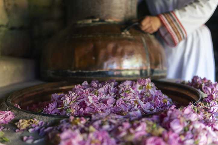 Rosa Damascena rose essential oil production adhering to ISO 9842:2003.