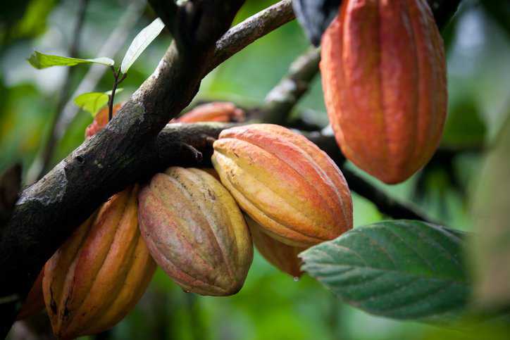 Cocoa production adhering to sustainable management and quality control guidelines in ISO 34101-1:2019.