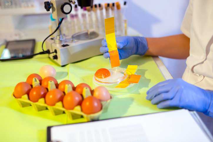Quality control expert inspecting chicken eggs in the laboratory with a liquid chromatography method that adheres to ISO 7124:2023.