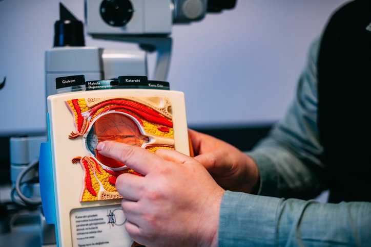 Doctor Giving Information on Eye Model, showcasing the eye and brain connection in the visual system as explained in ANSI/IES LS-7-20.