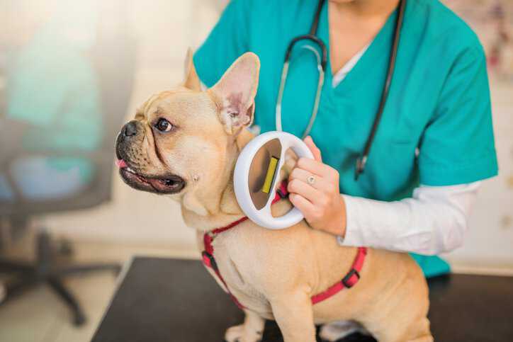 Microchip scanning a young French Bulldog, assuring that the pet microchip adheres to ISO 15639-1:2015.