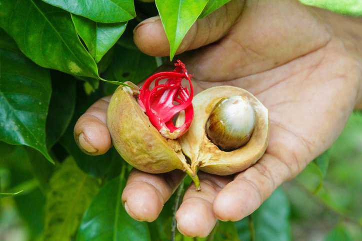 Farmer holding up nutmeg and mace, adhering to ISO 6577:2002, in his palm in a tropical, green region.