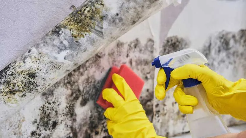 Close-up of a shocked woman looking at mold on wall as a mold remediator removes mold adhering to ANSI/IICRC S520-2024.