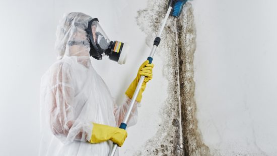 Removal of black mold/fungus (Aspergillus) in the apartment and house adhering to ANSI/IICRC S520-2024 requirements.