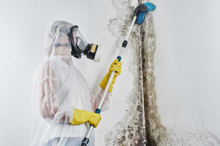 Removal of black mold/fungus (Aspergillus) in the apartment and house adhering to ANSI/IICRC S520-2024 requirements.
