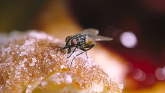 House fly eating donut sugar closeup.