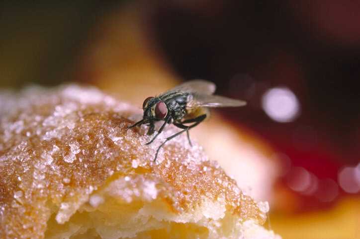 House fly eating donut sugar closeup.