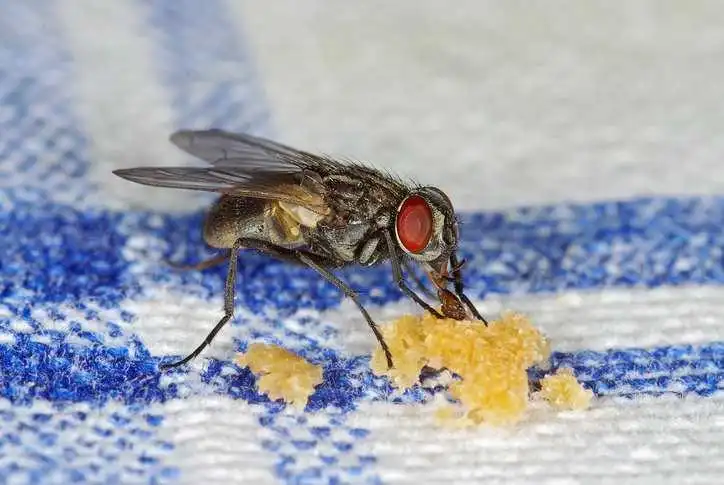 Housefly eating yellow crumbs on blue striped tablecloth.