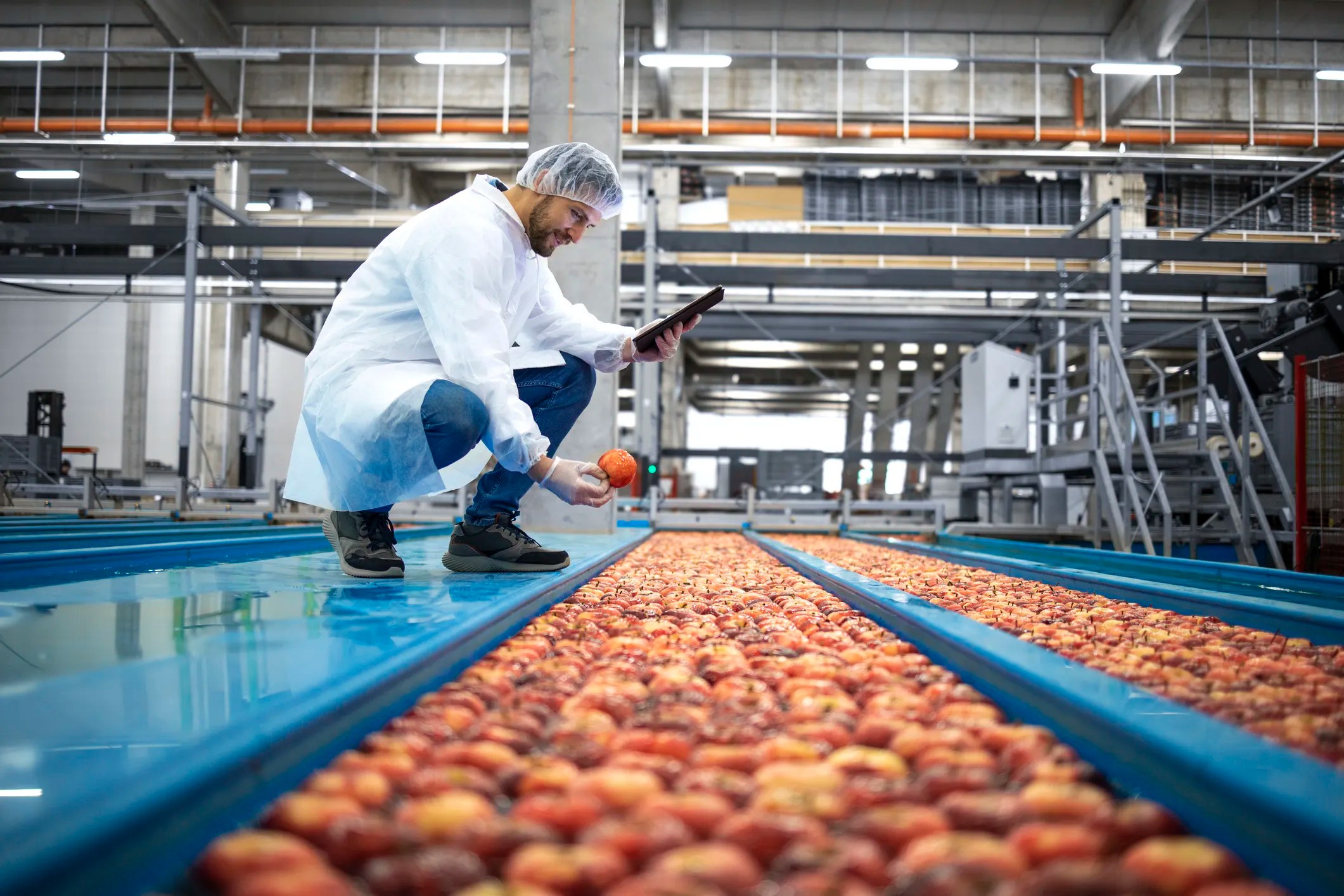 Food inspector examining certified apples for standard-compliant labels as they get processed in a factory.