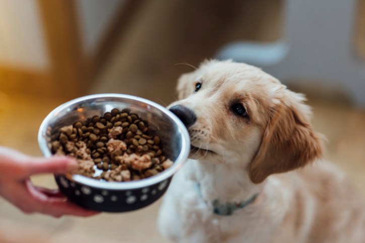 Pet owner hanging her dog animal feed that adheres to ISO 6498:2012.