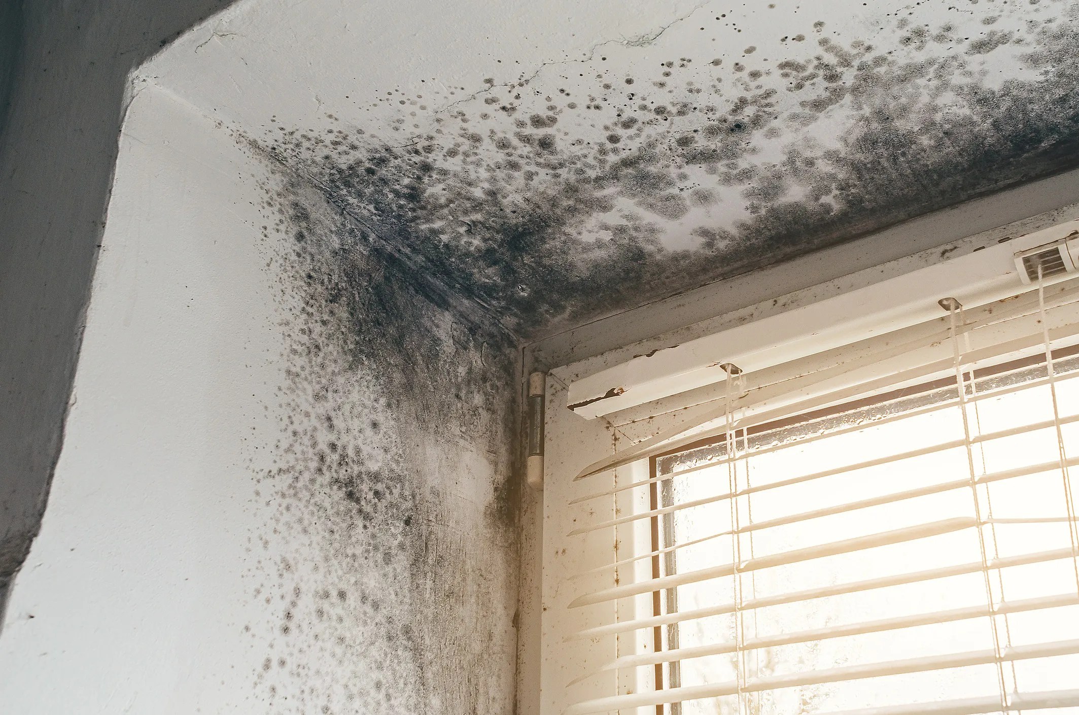 Mold growing on a painted wall in a house that did now adhere to ASTM D3273-21 testing requirements for mold and mildew.