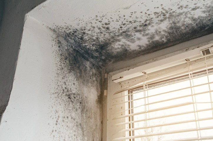 Mold growing on a painted wall in a house that did now adhere to ASTM D3273-21 testing requirements for mold and mildew.