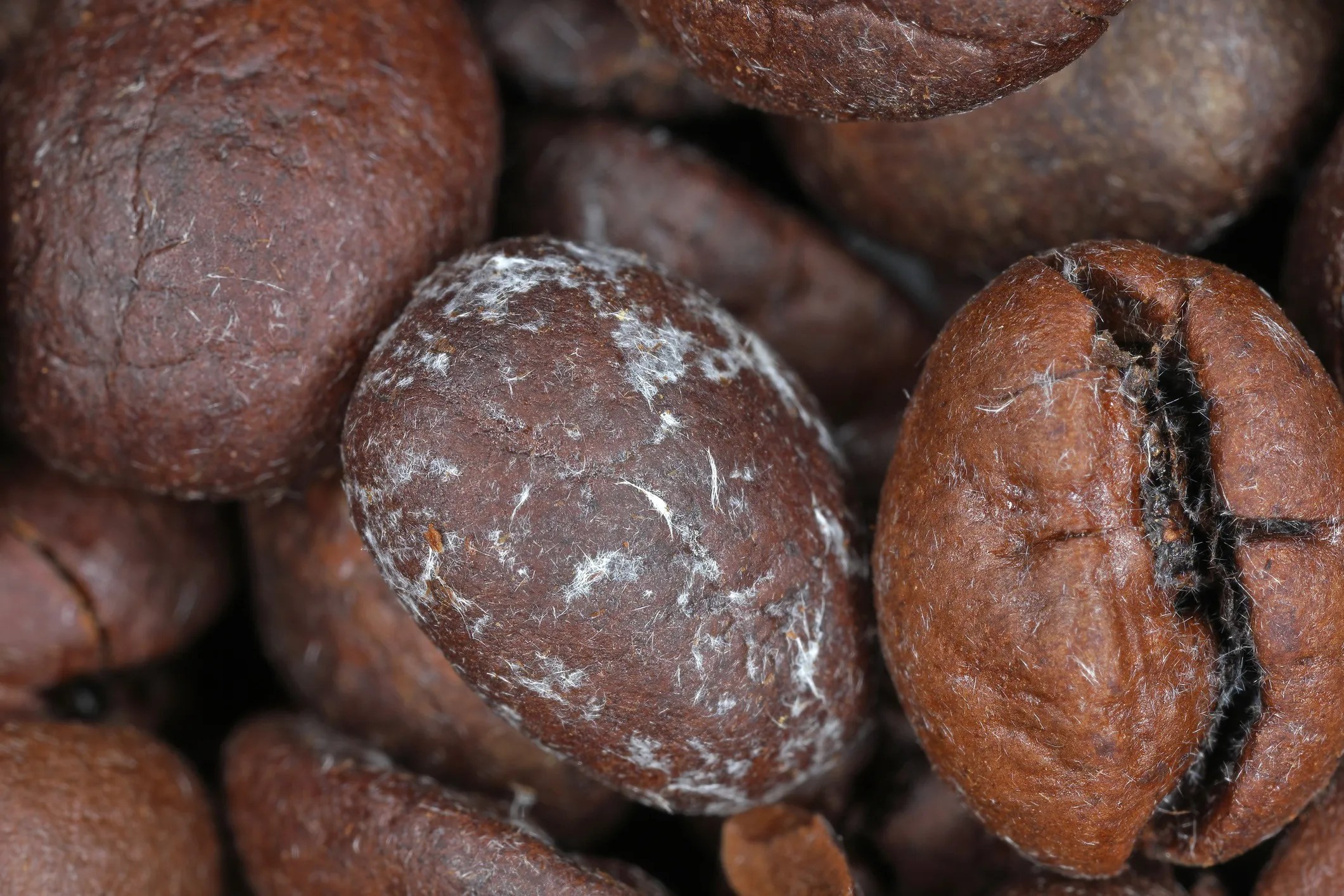 Mold on coffee beans that did not comply to ISO 22000 food safety management requirements.