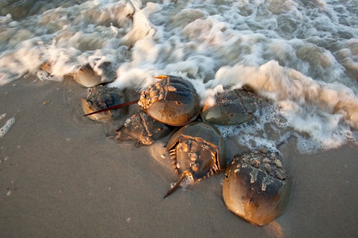 Horseshoe crabs gathered together at the ocean before researchers use their blue blood for LAL testing and medicine.