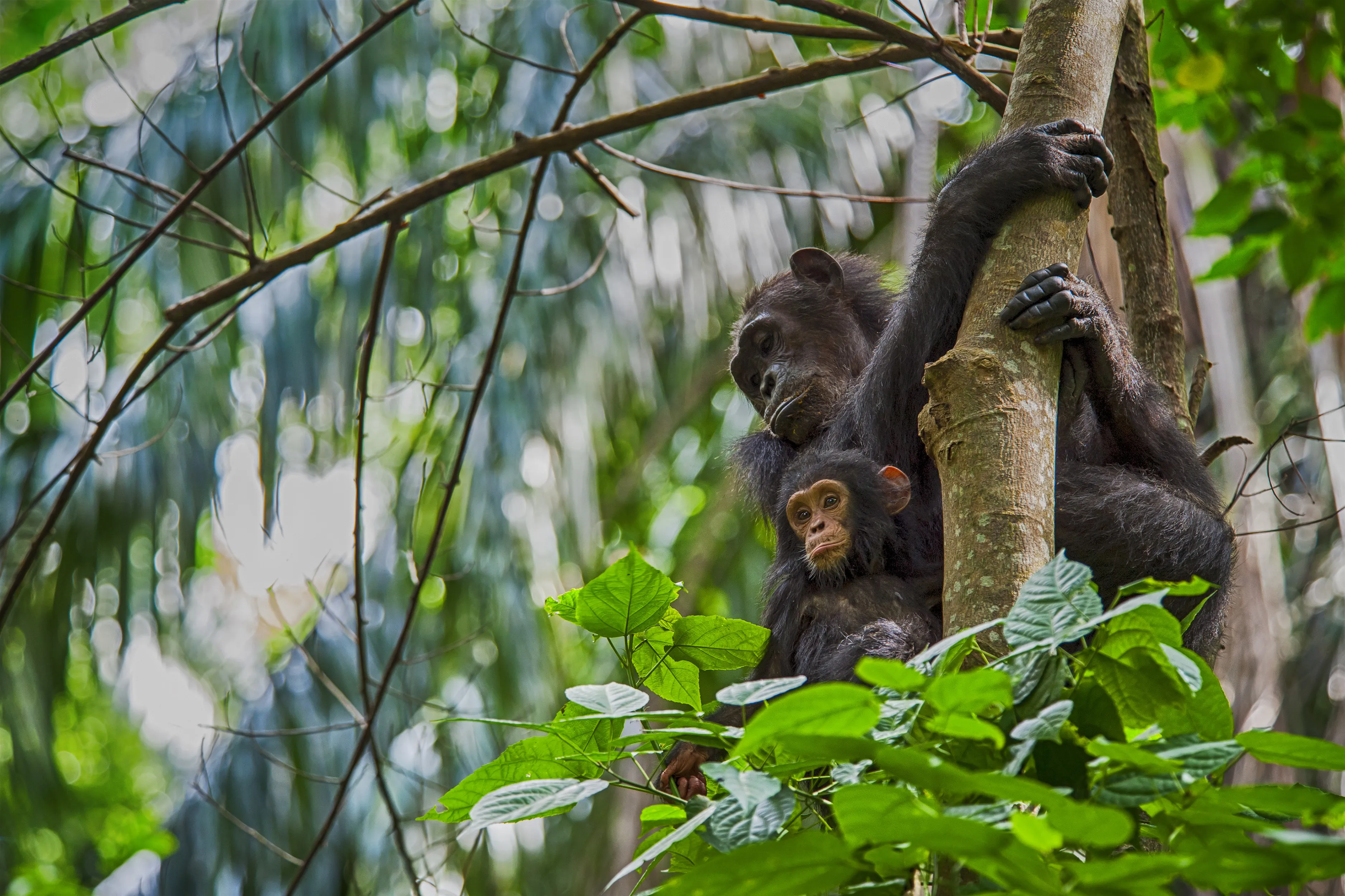 Jane Goodall observing wild chimpanzees in Gombe Stream National Park, Tanzania — pioneering primatologist conducting groundbreaking field research on chimpanzee behavior and social structure.