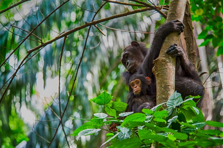 Jane Goodall observing wild chimpanzees in Gombe Stream National Park, Tanzania — pioneering primatologist conducting groundbreaking field research on chimpanzee behavior and social structure.