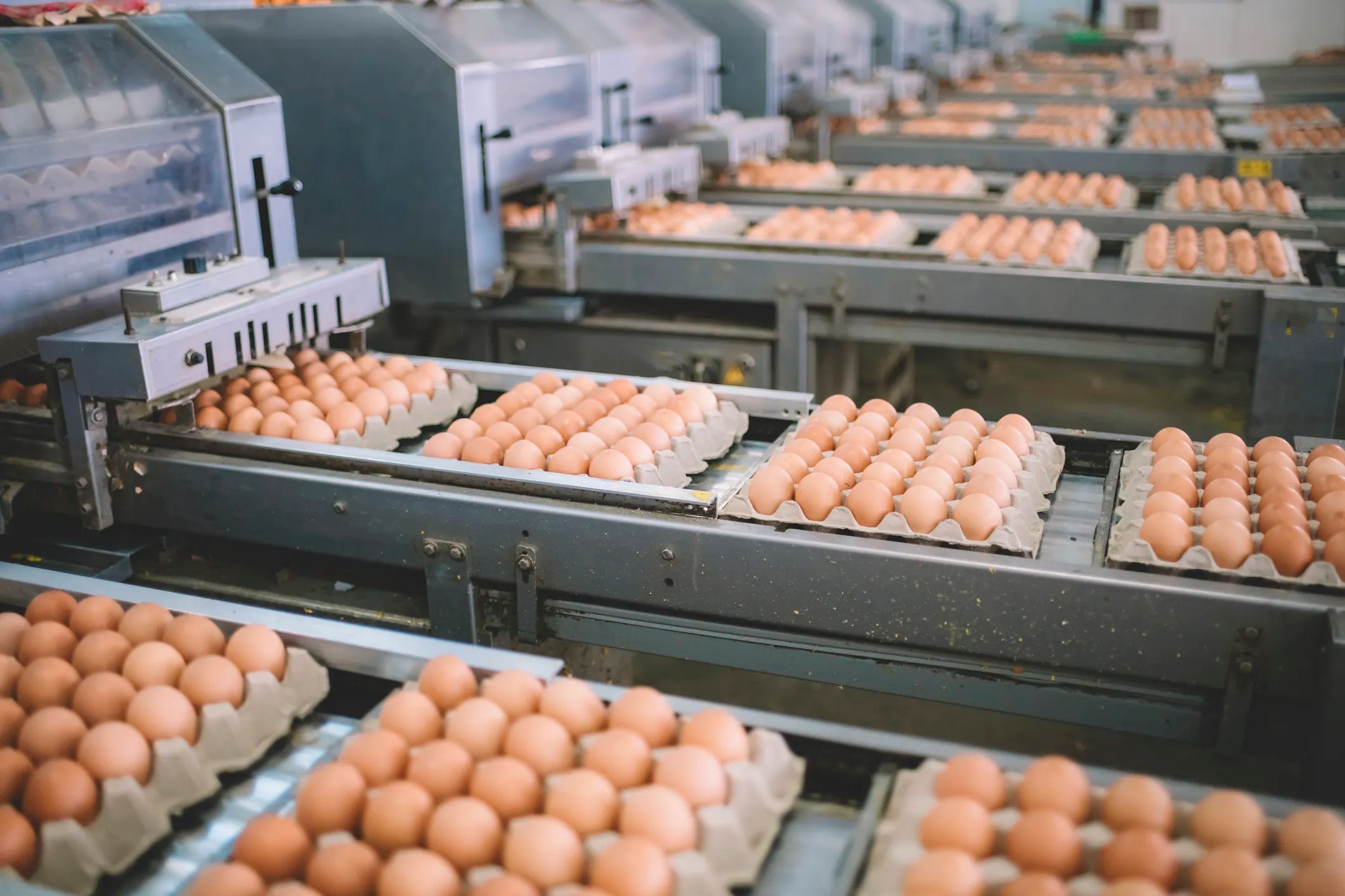 Egg washing process in the US, where eggs are cleaned with hot water and soap to remove contaminants, highlighting the need for refrigeration to prevent Salmonella growth.