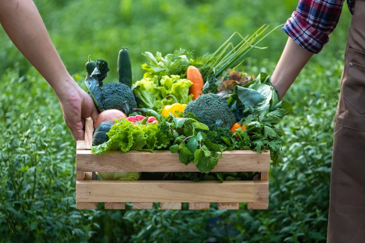Variety of vegetables including lettuce, carrots, peppers, and squash, that is freshly picked from a farm, adhering to ISO 22005:2007 food traceability guidelines.