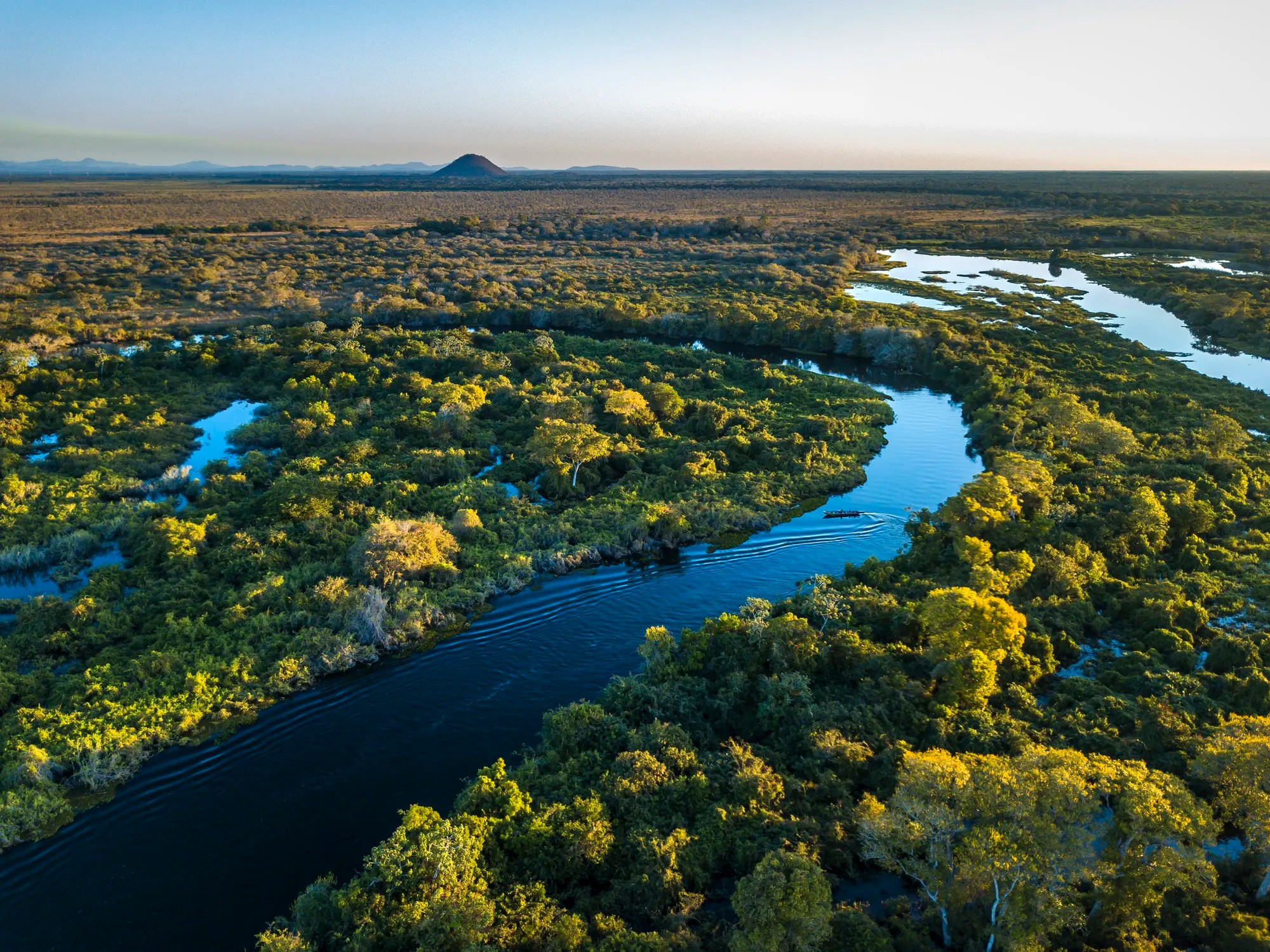 Diverse forest ecosystem with plants, animals, and insects supporting environmental balance and ISO 17298:2025 guidelines for biodiversity management.