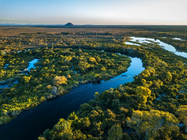 Diverse forest ecosystem with plants, animals, and insects supporting environmental balance and ISO 17298:2025 guidelines for biodiversity management.