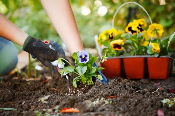 Healthy topsoil cross-section with grass growth and flowers illustrating adherence to the ASTM D5268-23 standard for landscaping and construction for topsoil quality.