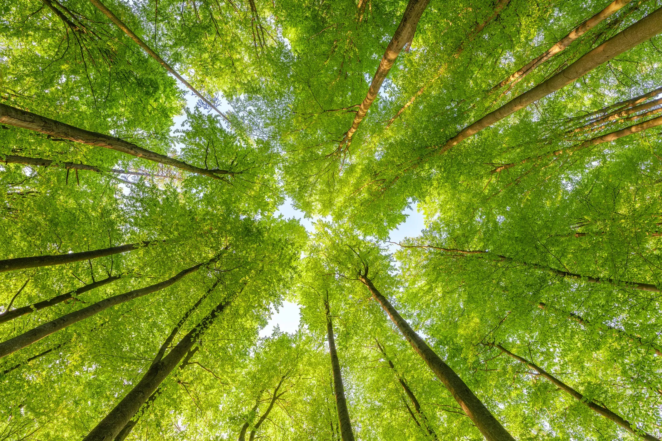 Green trees sustainably reaching toward the sky.